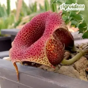 Tavaresia "Abigail"