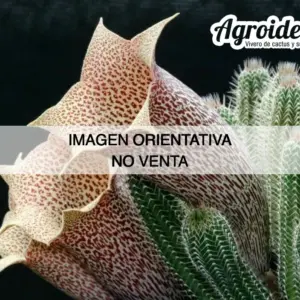 Tavaresia grandiflora
