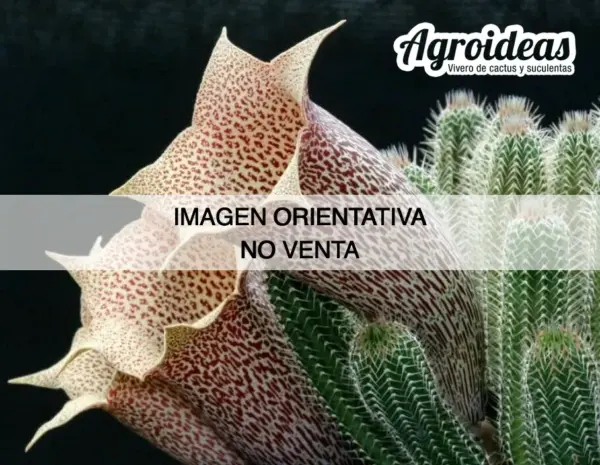 Tavaresia grandiflora