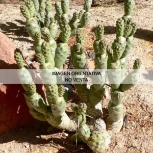 Tephrocactus articulatus var. calvus