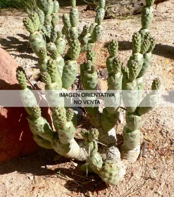 Tephrocactus articulatus var. calvus