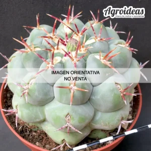 Thelocactus hexaedrophorus