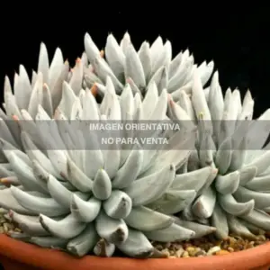 Echeveria tolimanensis