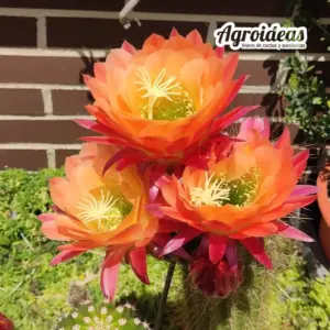 Trichocereus "Apricot Glow"