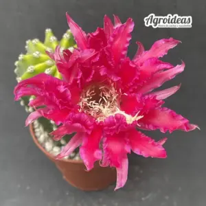 Echinopsis cv. "Papageno"