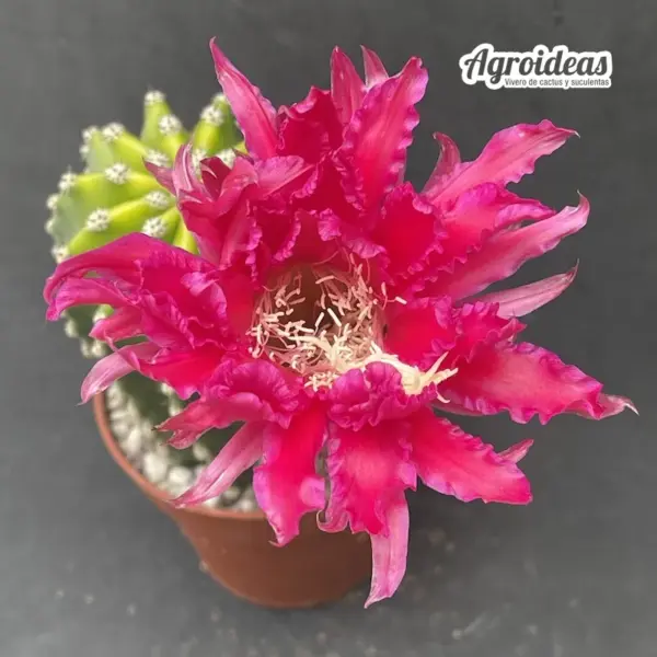 Echinopsis cv. "Papageno"