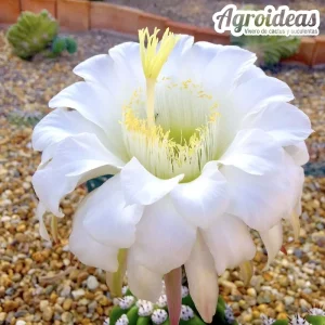 Trichocereus purpureopilosus X thelegonus M-Ø8,5cm