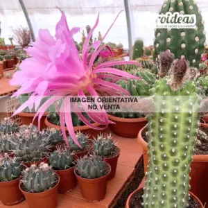 Trichocereus thelegonus "Noris"