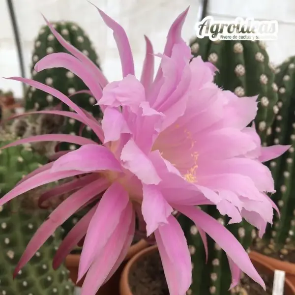 Trichocereus thelegonus "Noris"