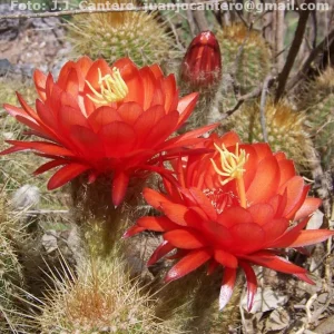 Trichocereus vatteri wr122