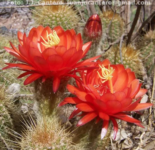Trichocereus vatteri wr122