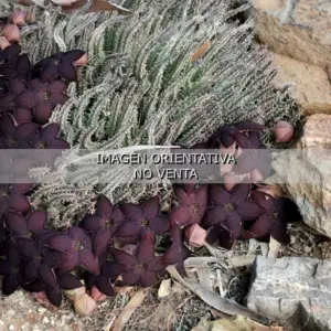 Tridentea geminiflora