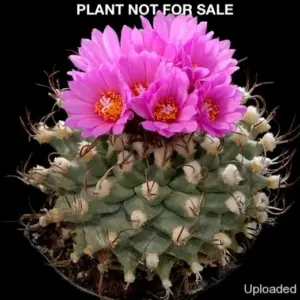 Turbinicarpus alonsoi