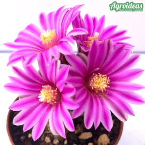 Turbinicarpus pseudopectinatus var. rubriflorus