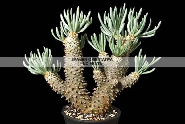 Tylecodon cacalioides (Ejemplar) MØ- 11 cm - Imagen 2