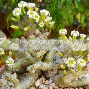 Tylecodon decipiens "Ejemplar"