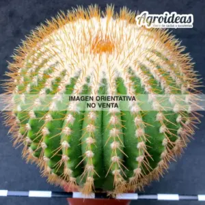 Uebelmannia pectinifera ssp. flavispina