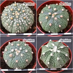 Astrophytum asterias "Lote X 4"