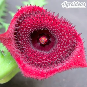 Huernia keniensis var. keniensis
