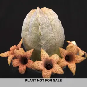 White-sloanea crassa