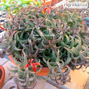Aloe castiilloniae