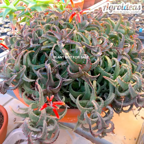 Aloe castiilloniae