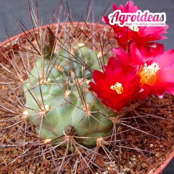 Weingartia neumanniana X Sulcorebutia lepida "Ex. Agroideas" 4 años