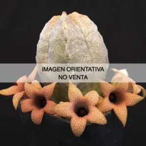 White-sloanea crassa