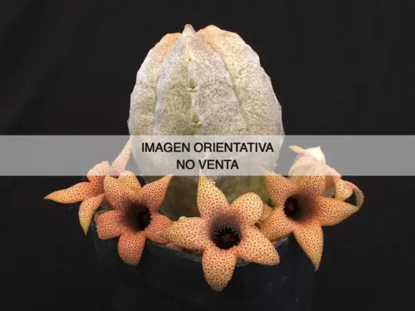 White-sloanea crassa
