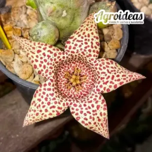 White-sloanea crassa X Orbea variegata