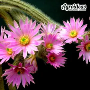 Wilcoxia schmollii var. nerispina
