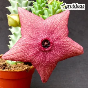 Hoodiapelia beukmanii