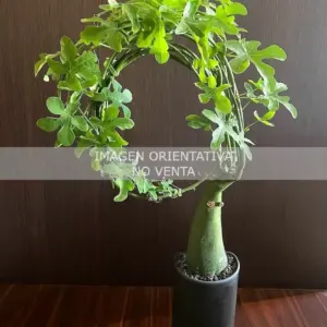 Adenia venenata