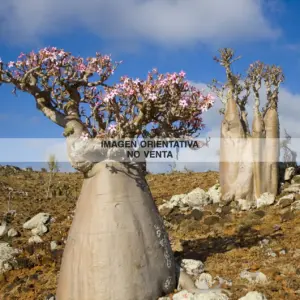 Adenium socotranum