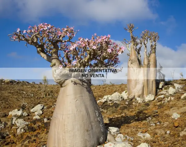 Adenium socotranum
