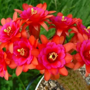 Hildewintera "Amethyst"