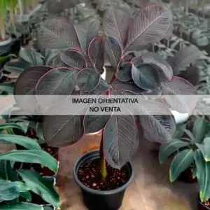 Amorphophallus atroviridis