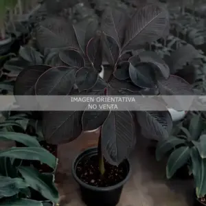 Amorphophallus atroviridis