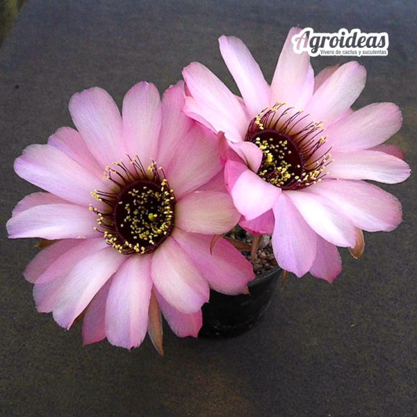 Lobivia jajoiana cv. anemone