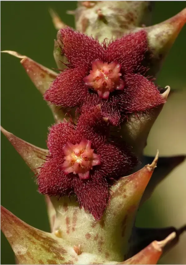 Angolluma lenewtonii