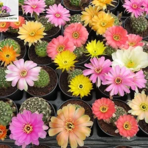Lobivia arachnacantha híbrida