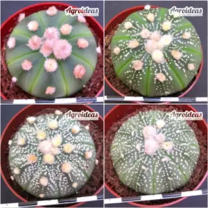 Astrophytum asterias "Lote X 4"