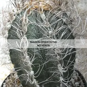 Astrophytum capricorne