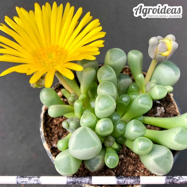 Fenestraria aurantiaca