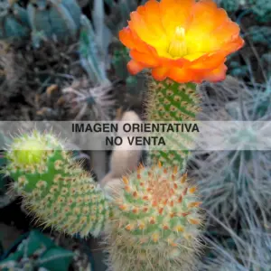 Austrocylindropuntia pachypus