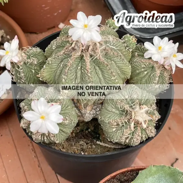 Aztekium ritterii - Cactus Agroideas