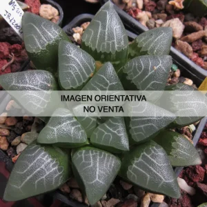Haworthia bayerii "uniondalensis"