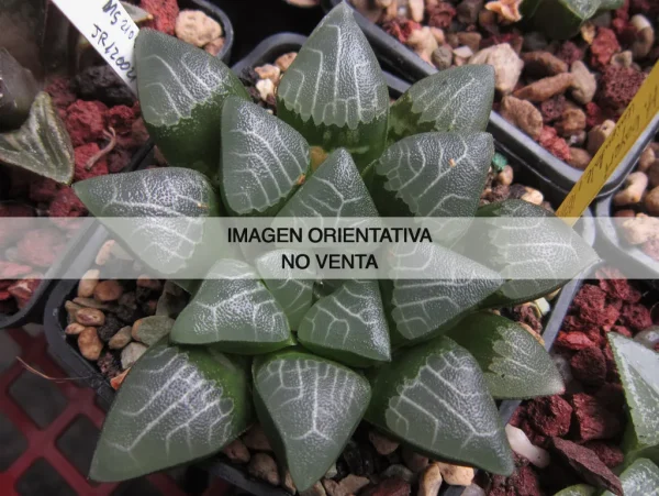 Haworthia bayerii "uniondalensis"