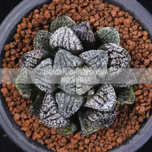 Haworthia cv. "Blue Diamond"