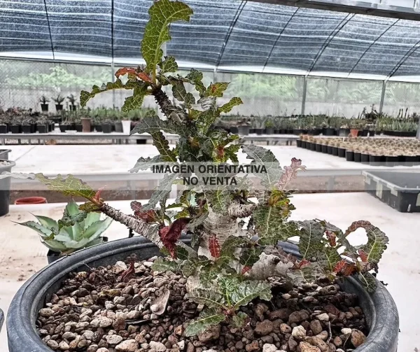 Boswellia nana